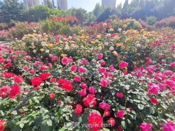 郑州月季公园40万株月季竞相绽放，感受花漾生活