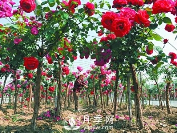 新品“月季树”为北京市花添色彩，居然引种自南阳内乡