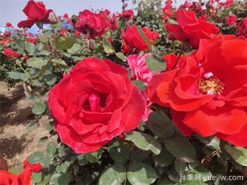 月季、玫瑰、蔷薇分别是什么？如何区别？